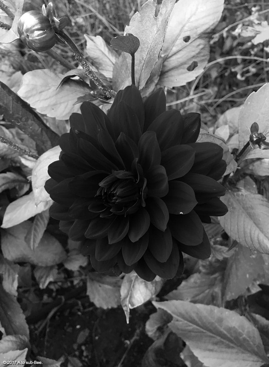 The Black Dahlia