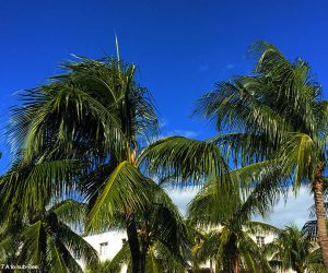 Palms in a balmy sky
