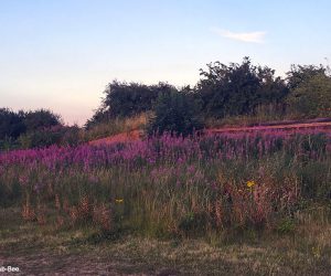 Purple Vista