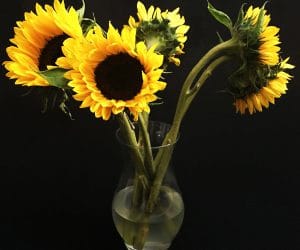 Ah! Sunflower