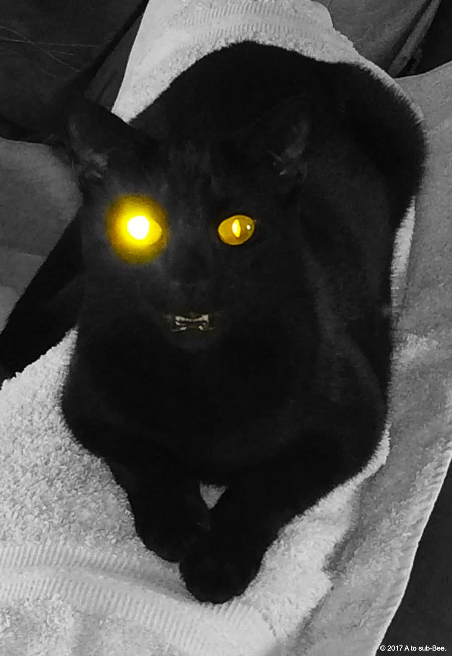 Devil cat