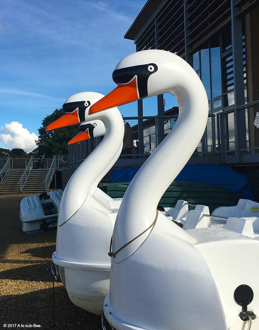 Swans awaiting